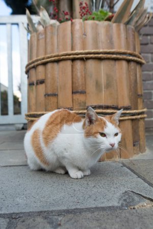 Foto de Lindo gato en la calle, vista diurna - Imagen libre de derechos