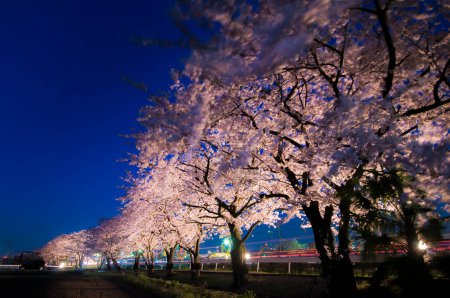 schöne Nacht Ansicht der blühenden Kirschbäume in der Stadt     
