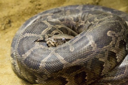 Foto de Primer plano de la serpiente en el zoológico - Imagen libre de derechos