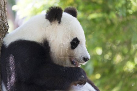 Téléchargez les photos : Panda mignon dans le zoo pendant la journée - en image libre de droit