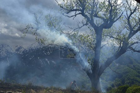 Téléchargez les photos : Brûlant des arbres dans la forêt avec des montagnes - en image libre de droit