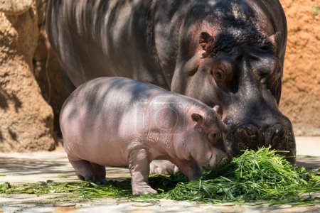 Foto de Familia Hippopotamus en zoológico, madre con cachorro comiendo plantas verdes - Imagen libre de derechos