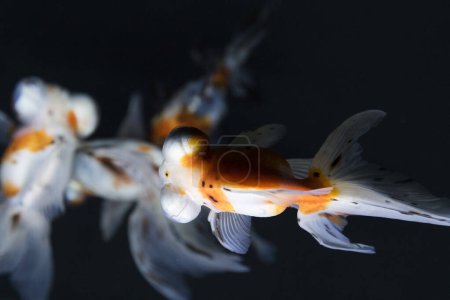 Foto de Vista submarina de hermosos peces exóticos nadando en el agua - Imagen libre de derechos