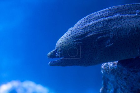 Téléchargez les photos : Vue sous-marine de beaux poissons exotiques nageant dans l'eau - en image libre de droit