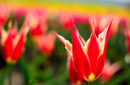 Téléchargez les photos : Tulipe rouge dans le jardin - en image libre de droit