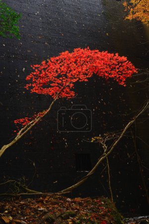 Téléchargez les photos : Paysage d'automne avec des arbres colorés - en image libre de droit