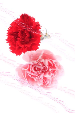 Téléchargez les photos : Fleur rose et rouge sur fond blanc avec des notes musicales - en image libre de droit