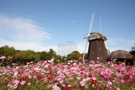 Foto de Hermoso molino de viento en el campo de las flores del cosmos rosa - Imagen libre de derechos