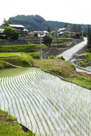 Téléchargez les photos : Belle vue sur les rizières le matin. rizières, paysage rural asiatique - en image libre de droit
