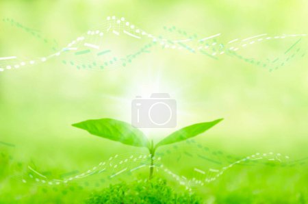 Téléchargez les photos : Éco fond avec herbe verte et soleil. - en image libre de droit