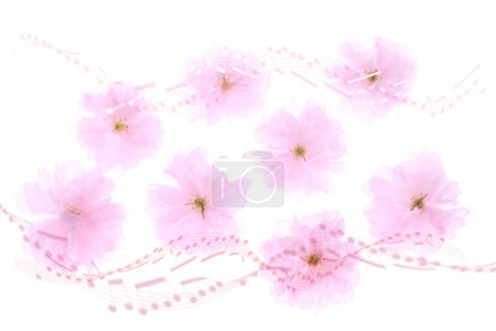 Téléchargez les photos : Fleurs de cerisier de printemps sur fond blanc - en image libre de droit