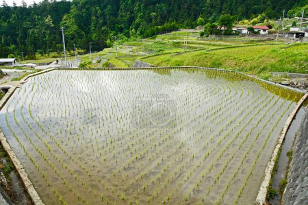Foto de Hermosa vista de los campos de arroz por la mañana. arrozales, paisaje rural asiático - Imagen libre de derechos