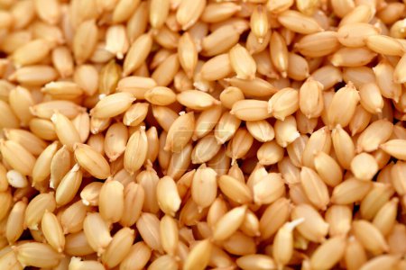 Téléchargez les photos : Vue rapprochée des grains de blé secs - en image libre de droit
