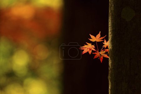 Téléchargez les photos : Feuilles d'automne sur l'arbre - en image libre de droit