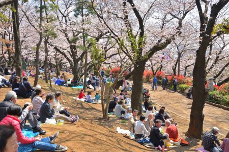 Foto de Turistas disfrutando de flores de cerezo de primavera en Japón - Imagen libre de derechos