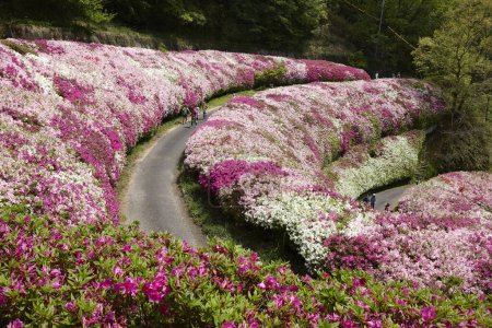 Téléchargez les photos : Fleurs fleurissant dans les parterres de fleurs dans le parc Cascade Gardens - en image libre de droit