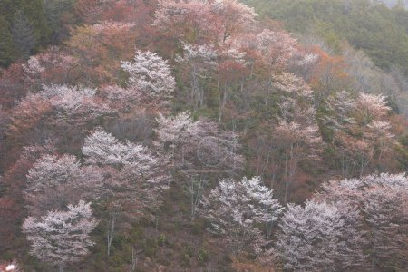 Photo for Landscape of Yoshino cherry, Nara Prefecture - Royalty Free Image