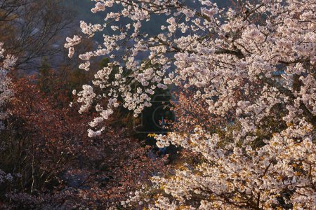 Photo for Landscape of Yoshino cherry, Nara Prefecture - Royalty Free Image