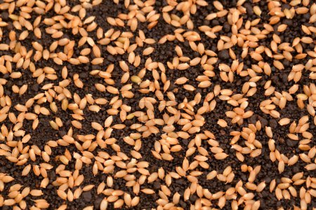 Photo for Top view of rice grains on black background - Royalty Free Image