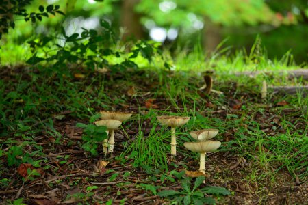 Photo for Mushrooms growing in the forest - Royalty Free Image