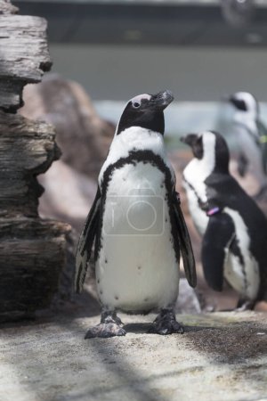 Téléchargez les photos : Vue rapprochée du magnifique et mignon pingouin au zoo - en image libre de droit