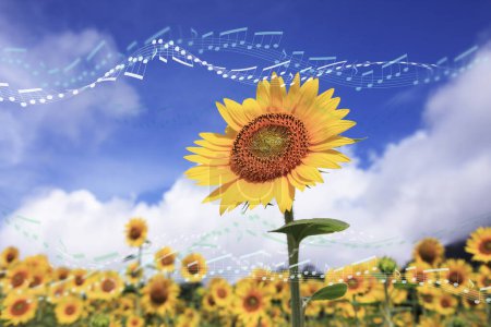 Téléchargez les photos : Champ de tournesols et ciel bleu avec nuage et soleil - en image libre de droit