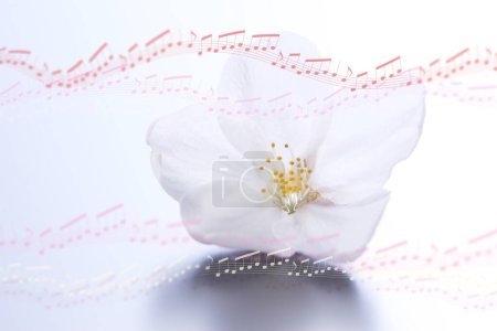 Téléchargez les photos : Belle fleur blanche avec des notes musicales sur fond - en image libre de droit