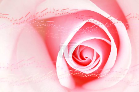 Téléchargez les photos : Rose rose gros plan, beau fond floral - en image libre de droit