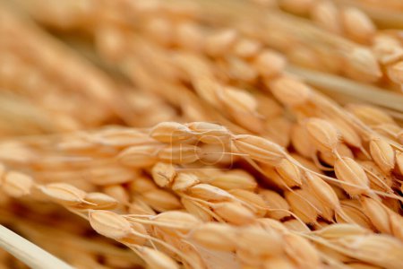 Photo for Wheat in the field, agriculture, nature - Royalty Free Image