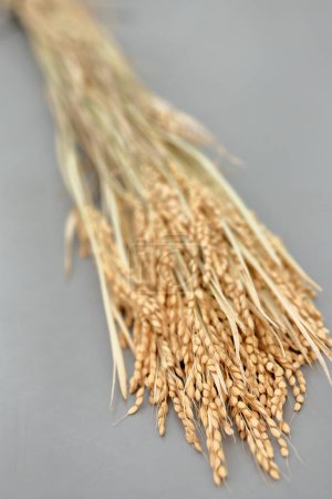 Foto de Espigas de trigo aisladas sobre fondo blanco. concepto de cosecha. espigas. - Imagen libre de derechos