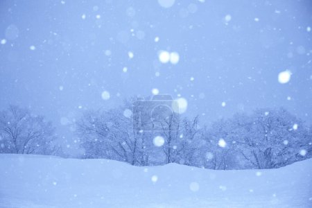 Téléchargez les photos : Paysage hivernal avec chutes de neige et arbres enneigés - en image libre de droit