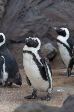 Téléchargez les photos : Vue rapprochée du magnifique et mignon pingouin au zoo - en image libre de droit