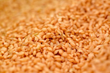 Foto de Primer plano vista de montón de arroz - Imagen libre de derechos