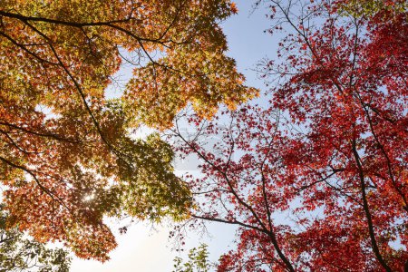 Téléchargez les photos : Arbres colorés dans le parc d'automne, vue de jour - en image libre de droit