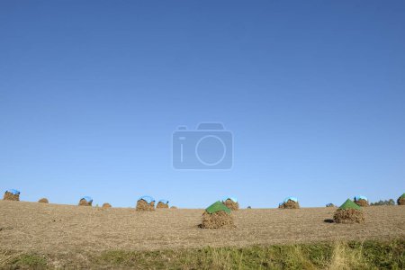 Téléchargez les photos : Balles de foin dans un champ de ferme par une journée ensoleillée - en image libre de droit