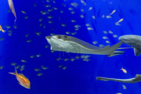 Foto de Escena submarina con peces y peces rayas - Imagen libre de derechos