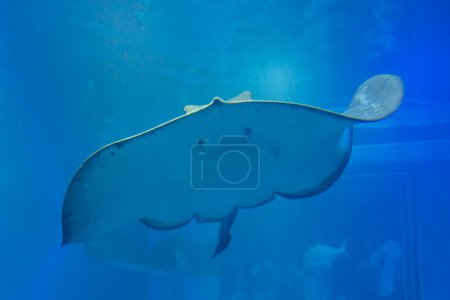 Photo for Close-up view of ray fish in the aquarium - Royalty Free Image