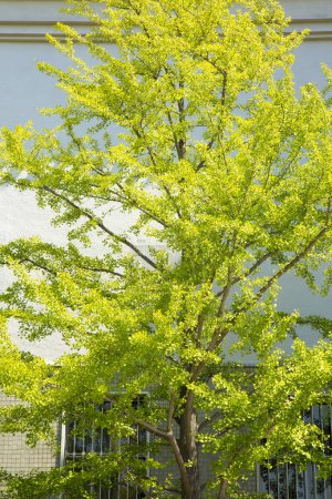 Téléchargez les photos : Feuilles vertes d'arbre contre bâtiment de ville - en image libre de droit