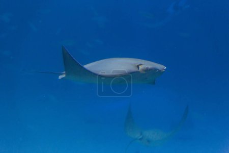 Foto de Tiburón blanco en el agua - Imagen libre de derechos