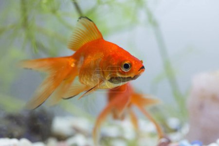 Téléchargez les photos : Mignon poisson doré dans l'aquarium, gros plan - en image libre de droit