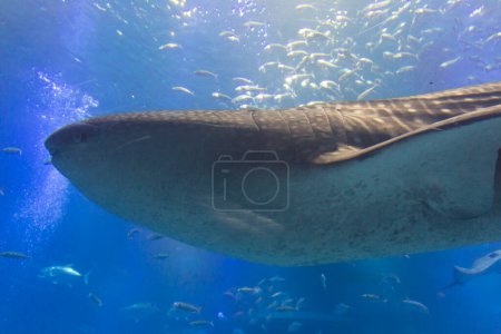 Photo for Close up shot of a shark in a blue water - Royalty Free Image