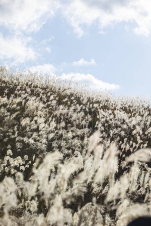 Téléchargez les photos : Vue sur l'herbe de pampas brune, texture naturelle et fond - en image libre de droit