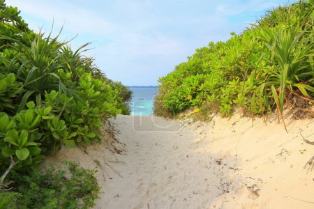 Foto de Vista de la playa tropical con playa de arena, plantas verdes y mar azul - Imagen libre de derechos