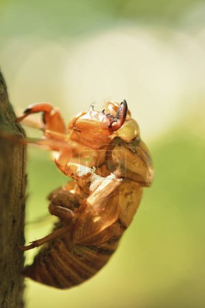 Photo for Closeup of bug at wild nature. Macro shot of insect - Royalty Free Image