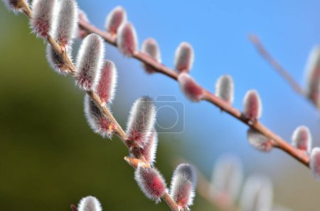 Foto de Flores de primavera en un árbol - Imagen libre de derechos