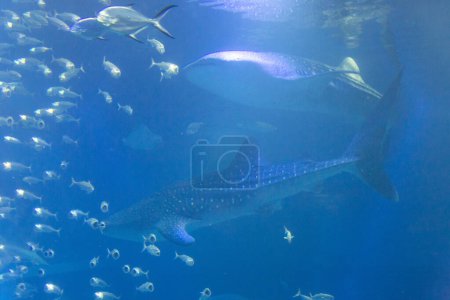 Foto de Tiburón en el agua con peces - Imagen libre de derechos