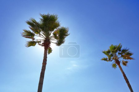 Téléchargez les photos : Palmiers tropicaux contre un ciel bleu - en image libre de droit
