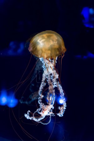 Foto de Vista de cerca de las medusas en el acuario - Imagen libre de derechos