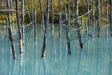 Téléchargez les photos : Vue sur de beaux arbres forestiers poussant dans le lac - en image libre de droit