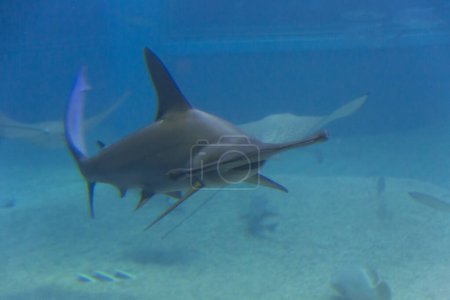 Foto de Tiburón nadando bajo el agua en agua azul - Imagen libre de derechos